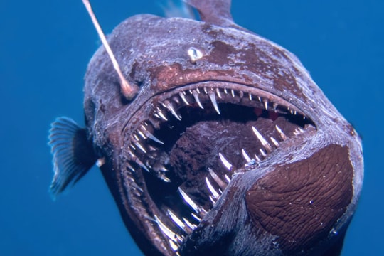 Cá quỷ biển sâu đáng sợ bất ngờ xuất hiện gần bề mặt đại dương