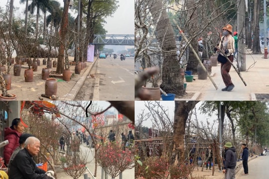 Hoa đào, hoa lê ế ẩm dịp rằm tháng Giêng