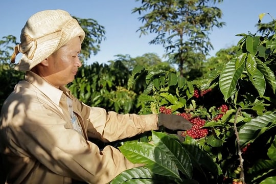Lễ hội cà phê Buôn Ma Thuột lần thứ 9 sẽ diễn ra vào trung tuần tháng 3