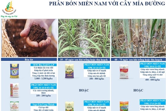 Canh tác cây mía đường hiệu quả với Phân bón Miền Nam