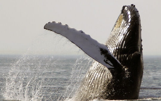 Người chèo thuyền thoát chết ngoạn mục sau khi bị cá voi lưng gù nuốt chửng