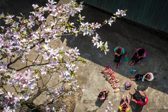 Lễ hội Hoa Ban năm 2025 sẽ diễn ra trong 4 ngày, bắt đầu từ 13/3