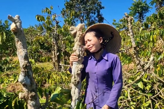 Lời cầu cứu xé lòng của người phụ nữ bị kẻ gian chặt phá hàng trăm cây cà phê, hồ tiêu