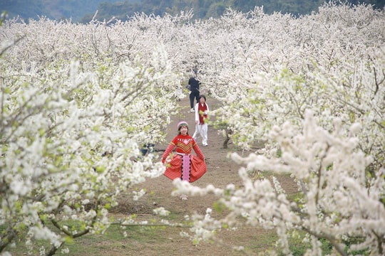 Mộc Châu thu hơn 1.200 tỉ đồng nhờ hoa mận