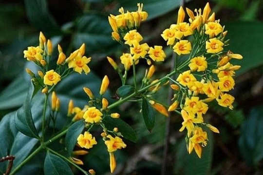 Quảng Nam: Một học sinh tử vong do ăn lá ngón