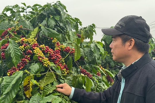 Cuộc thi Rang cà phê Việt Nam năm 2025 sẽ diễn ra vào ngày 10/3