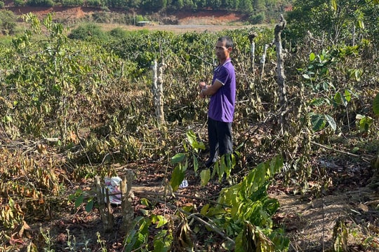 Dựng lại hiện trường vụ anh rể chặt hàng trăm cây cà phê, hồ tiêu của em vợ vì ghen tuông