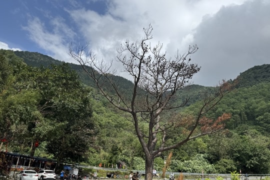 Khách du lịch tiếc nuối khi 'cây thông cô đơn' trên đèo Hải Vân chết khô