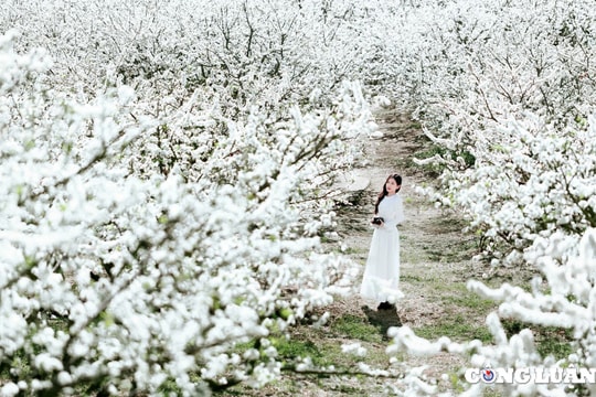 Thấy gì từ những 'cơn sốt' hoa mận của Mộc Châu?