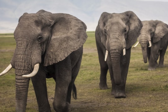 Tàu hỏa Sri Lanka trật bánh sau khi đâm vào đàn voi