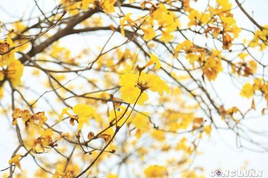 Rực rỡ sắc vàng hoa phong linh dưới tiết trời xuân ở Hà Nội