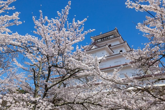 Du khách Việt đổ xô đặt tour sang Nhật ngắm hoa anh đào nở rộ