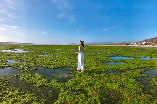 Vẻ đẹp mê hoặc của cánh đồng rong biển xanh mướt ở Ninh Thuận hút khách du lịch