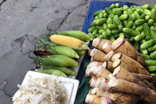 Lào Cai: Từ 1/3, cấm khai thác, tiêu thụ măng rừng vùng núi Văn Bàn