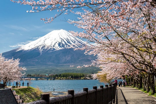 Những điểm ngắm hoa anh đào hot nhất Nhật Bản cho du khách