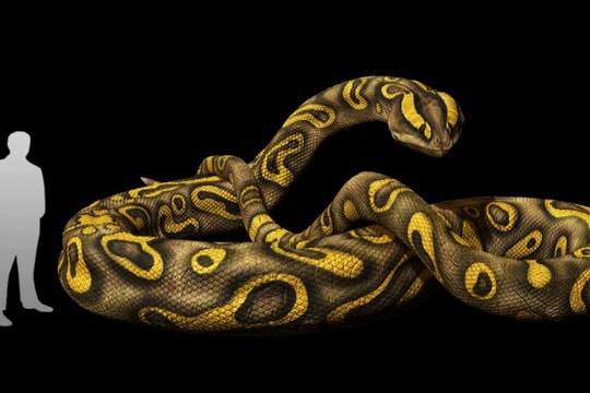 Phát hiện loài rắn cổ đại dài hơn 15 mét