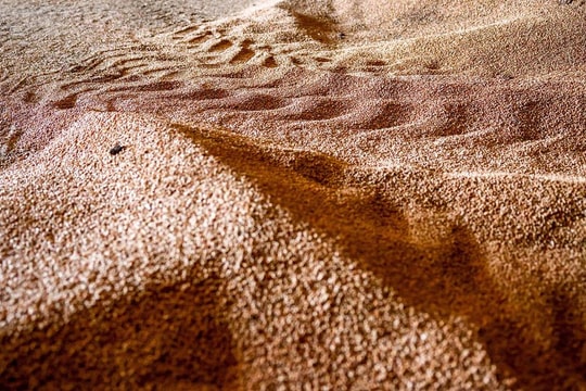 Các nước Đông Âu kêu gọi EU hạn chế nhập khẩu nông sản Ukraine