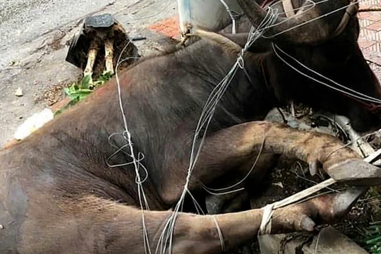 Trâu lạc chạy loạn trên đường, húc một em học sinh lớp 6