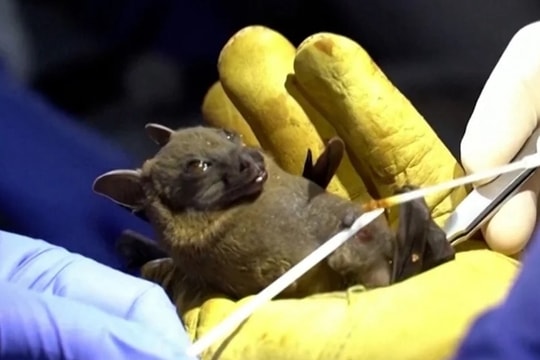 Căn bệnh lạ sau khi trẻ em ăn dơi khiến hơn 50 người tử vong ở CHDC Congo