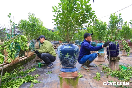 Người dân trồng quất cảnh Tứ Liên tất bật gò thế, tạo dáng cho cây sau Tết