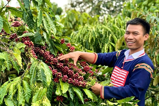 Gia Lai: Thầy giáo Jrai mê nông nghiệp cùng bà con nâng tầm giá trị hạt cà phê