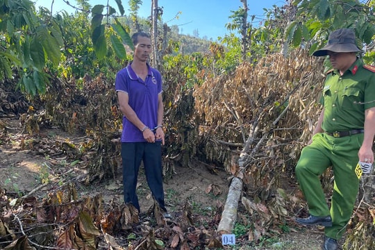 Gia Lai: Khởi tố anh rể chặt hàng trăm cây cà phê, hồ tiêu của em vợ vì ghen tuông