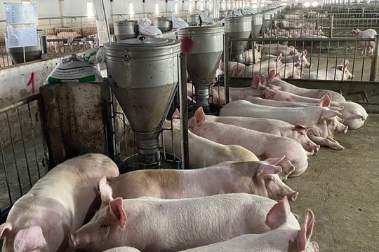 Hoàng Anh Gia Lai (HAG) vẫn lỗ luỹ kế 425 tỷ, giải thể công ty con về nông nghiệp