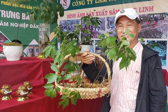 Hình thành trung tâm công nghiệp dược liệu tại Quảng Nam, Sâm Ngọc Linh là cây chủ lực