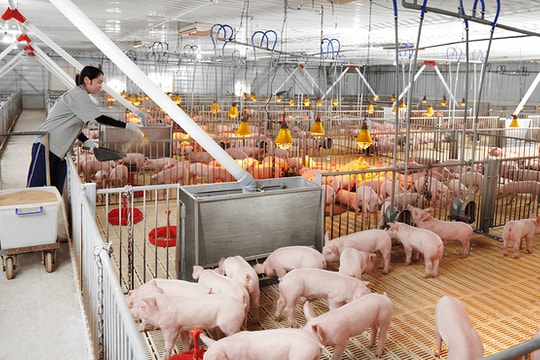 Dabaco (DBC) huy động vốn 1.300 tỷ trong năm 2024, mới giải ngân hơn 700 tỷ