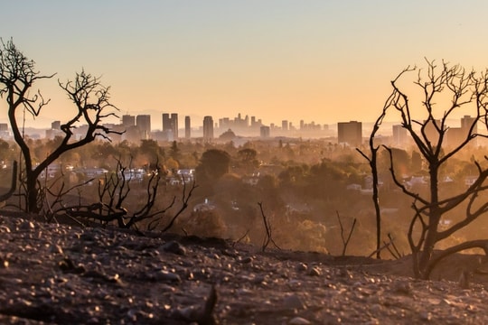 Cây cối dần mất khả năng hấp thụ CO2 khi lượng khí thải tăng cao