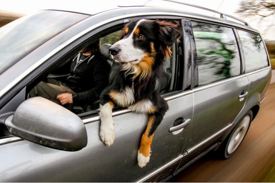 Sáu mẹo lái xe an toàn cùng chó cưng