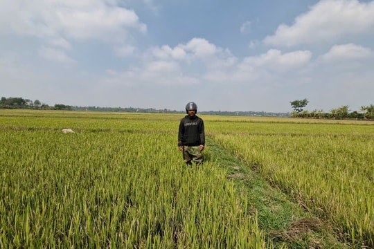 Cánh đồng lúa ở Gia Lai chết khô vì hạn hán, người dân ngậm ngùi cắt về cho bò ăn