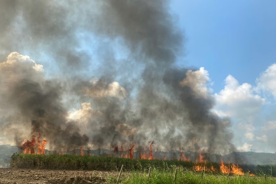 Gần 7ha mía ở Gia Lai bị ngọn lửa thiêu rụi