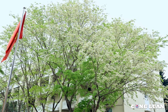 Hoa sưa bung nở khoe sắc trắng tinh khôi dưới trời Hà Nội