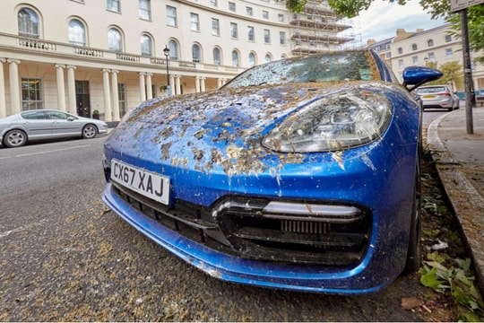 Chuyên gia mách cách bảo vệ lớp sơn ô tô của bạn khỏi tác động của 'phân chim'