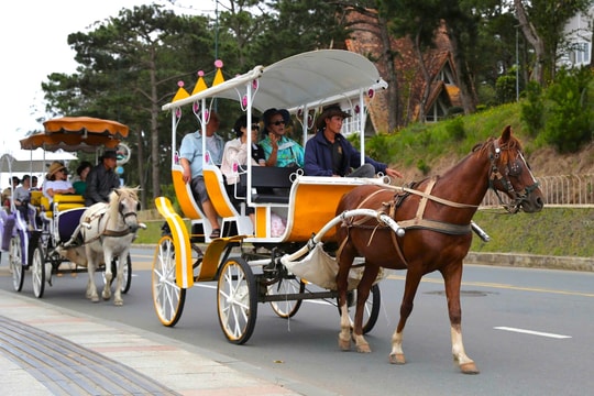 Đà Lạt dừng hoạt động xe ngựa du lịch từ ngày 31/3