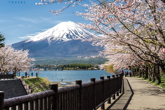 'Cung đường vàng' ngắm hoa anh đào tại Nhật Bản khiến khách Việt mê mẩn