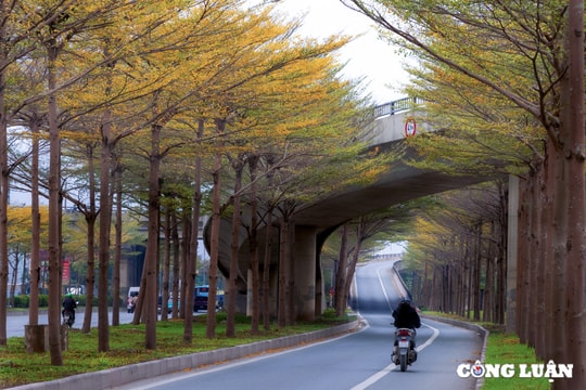 Ngắm sắc vàng rực rỡ của hàng lá bàng nhỏ ở ngoại ô Hà Nội