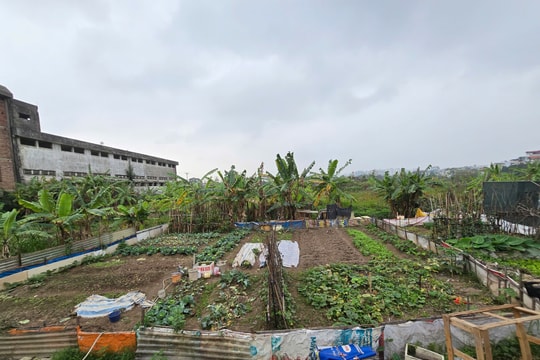 Hà Nội tập trung phát triển NƠXH, tại Long Biên một dự án vẫn chỉ trồng rau, nuôi gà, gây lãng phí