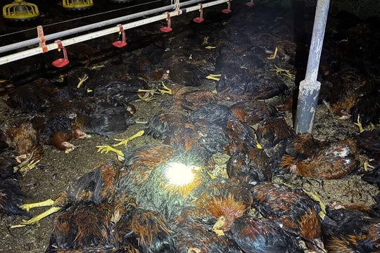 Hà Tĩnh: Hàng nghìn con gà chết sau sự cố mất điện, thiệt hại hơn 1 tỷ đồng