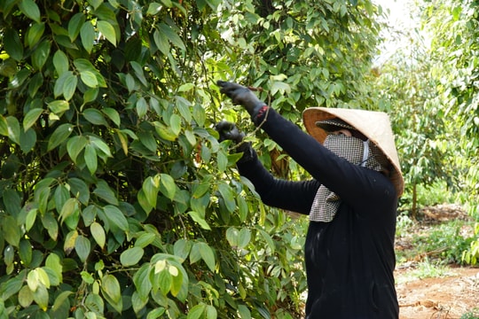 'Vàng đen' lập đỉnh sau thời kỳ lao dốc, nông dân Gia Lai phấn khởi thu hoạch