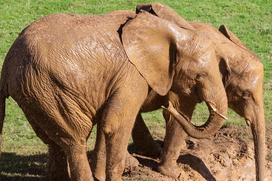 Các nhà khoa học tìm cách cứu các loài có nguy cơ tuyệt chủng từ phân động vật