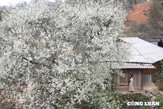 Hoa sơn tra khoe sắc trắng tinh khôi giữa vùng cao Tây Bắc