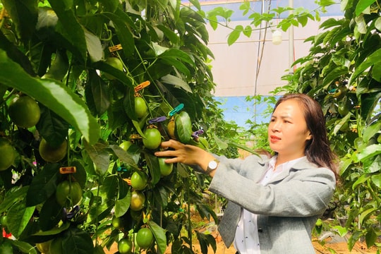 Gia Lai: Ứng dụng công nghệ cao trồng chanh dây trong nhà kính để xuất khẩu sang châu Âu