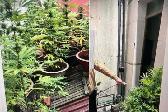 Lào Cai: Quây kín nóc bếp để trồng trái phép 21 chậu cây cần sa
