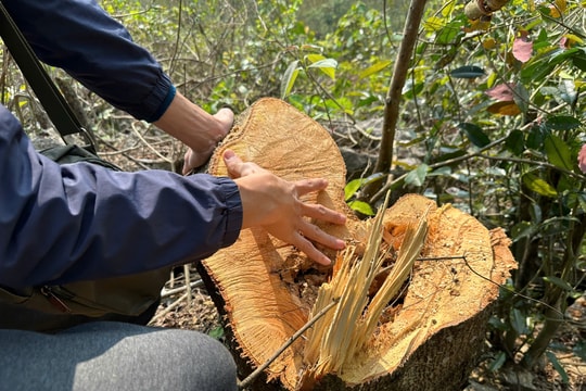 'Máu rừng' vẫn chảy ở xứ Thanh