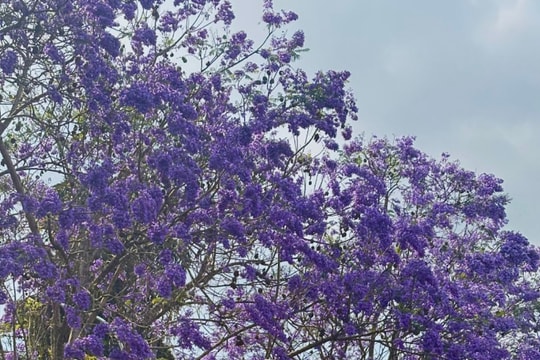 Đà Lạt tháng 3: Mùa phượng tím nhuộm màu hoài niệm trên phố núi