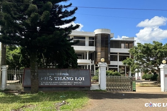 Sai phạm tại Công ty Cà phê Thắng Lợi: Cần xử lý nghiêm trách nhiệm tổ chức, cá nhân có liên quan