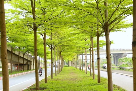 Ngắm vẻ đẹp của bàng lá nhỏ nơi Thủ đô tấp nập