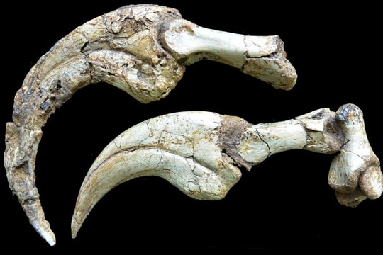 Phát hiện loài khủng long mới tại sa mạc Gobi, Mông Cổ